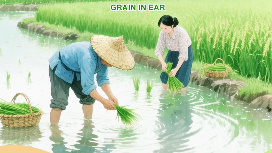 Grain in Ear