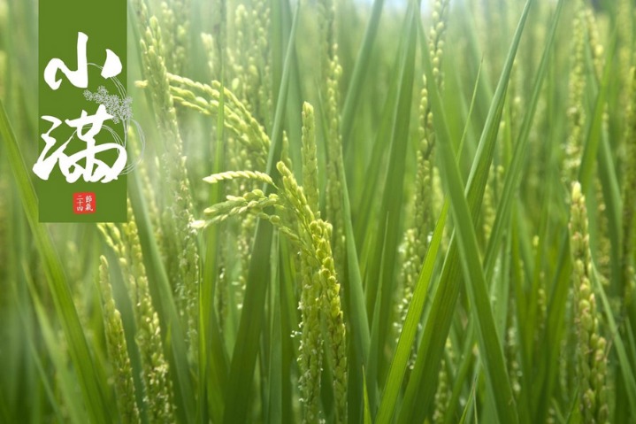 Grain Buds