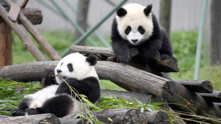 Panda