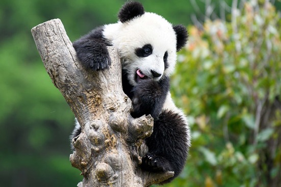 Sichuan Giant Panda Sanctuaries - Wolong, Mt Siguniang and Jiajin Mountains