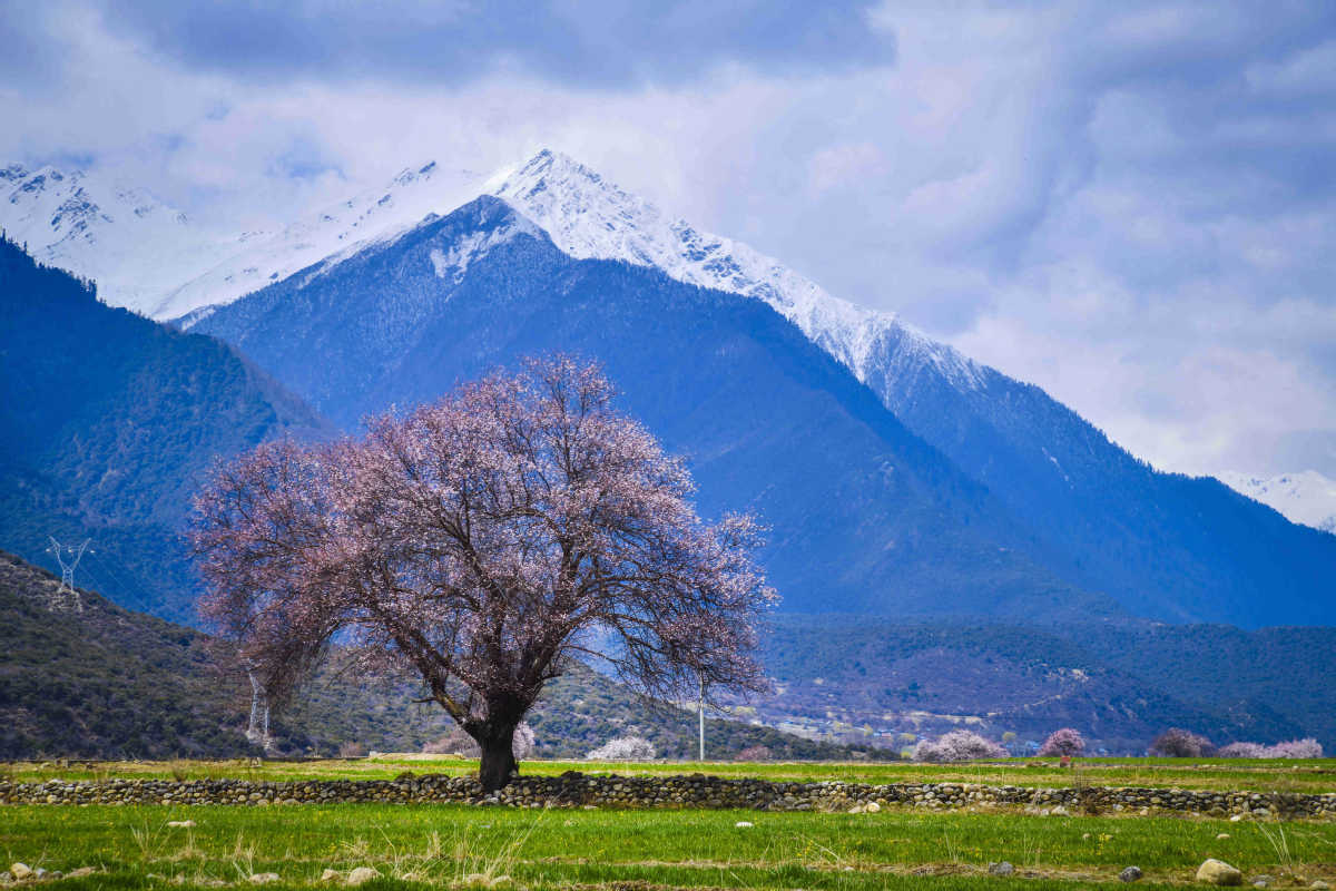 Nyingchi Peach Blossom Festival