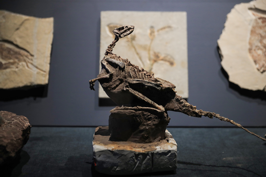 Chengjiang Fossil Site