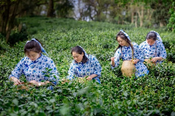 Tea Cultivation and Preparation