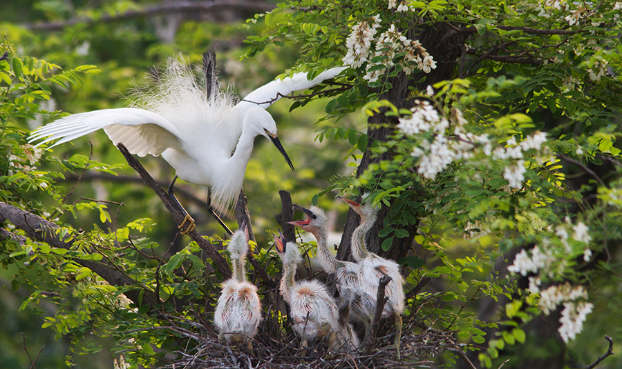Migratory Bird Sanctuaries along the Coast of Yellow Sea-Bohai Gulf of China