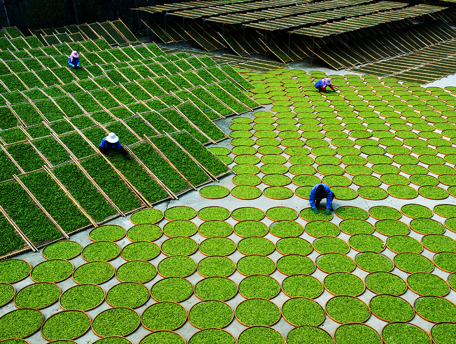 Traditional tea processing techniques and their associated social practices in China