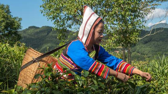 Jino Ethnic Group