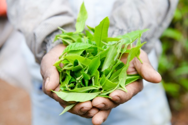 Pu'er Tea