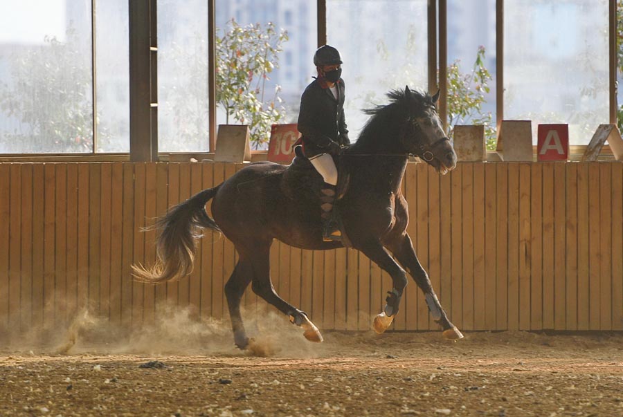 Equestrian