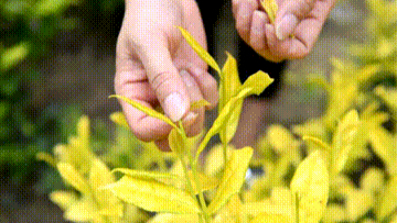 Golden Shoot (green tea)