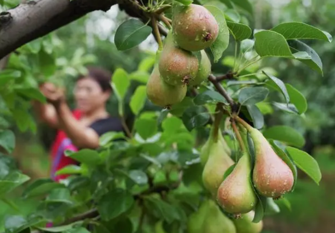 Shanghai Pear Paste Production Skill