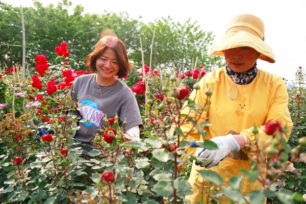 Rugao Rose Garden