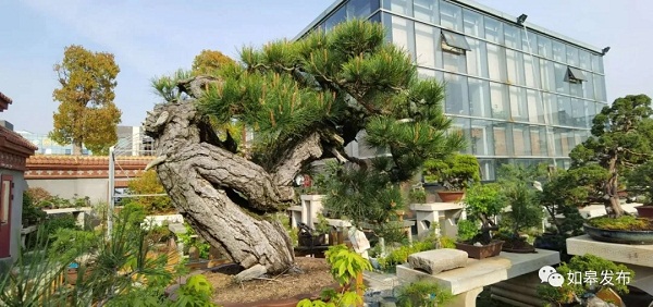 Rugao World of Plantings