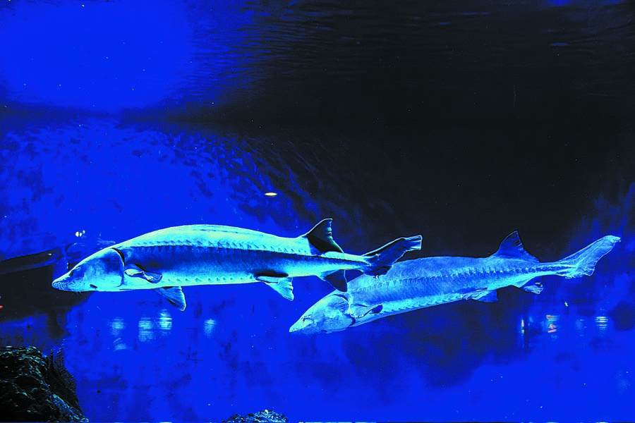 Beijing Aquarium