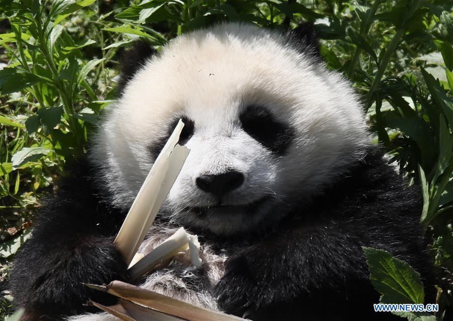 Wolong National Nature Reserve