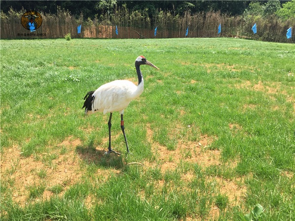 Guiyang Forest Wildlife Zoo