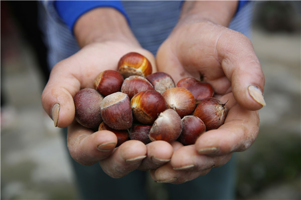 Roasted Chestnut