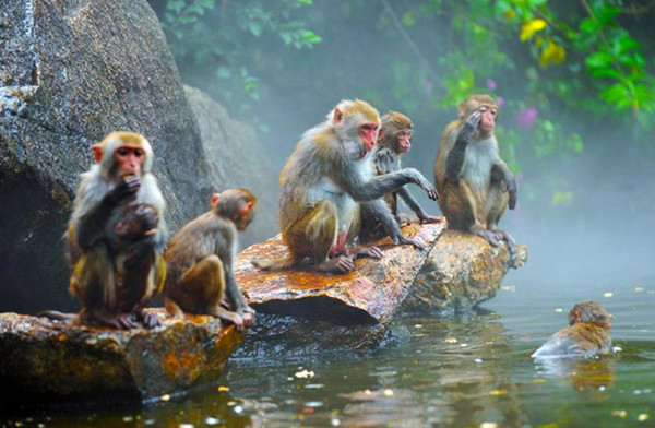 Nanwan Monkey Island
