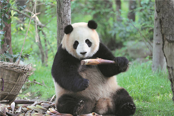 Chengdu Research Base of Giant Panda Breeding