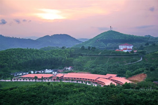Yearning Tea Plantation