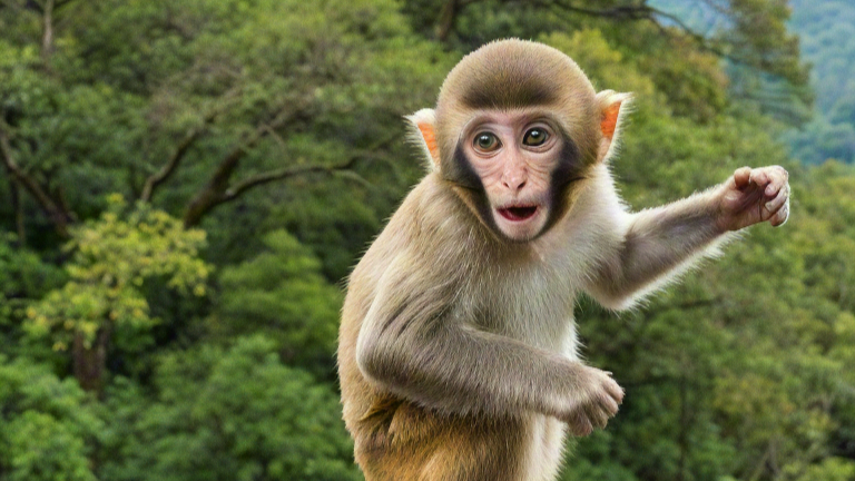 Monkey Island