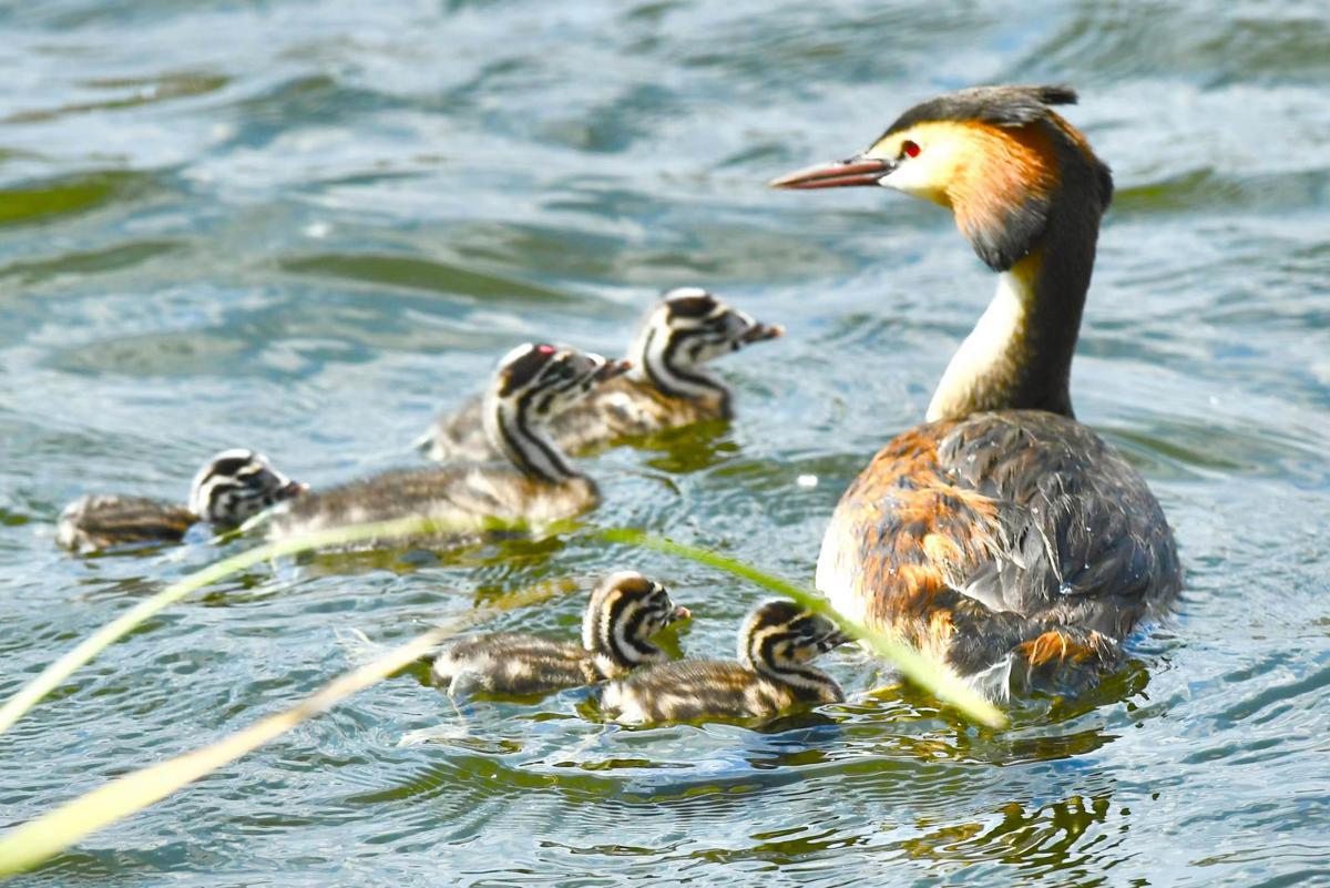 Nanxi Wetland Park, Changchun City