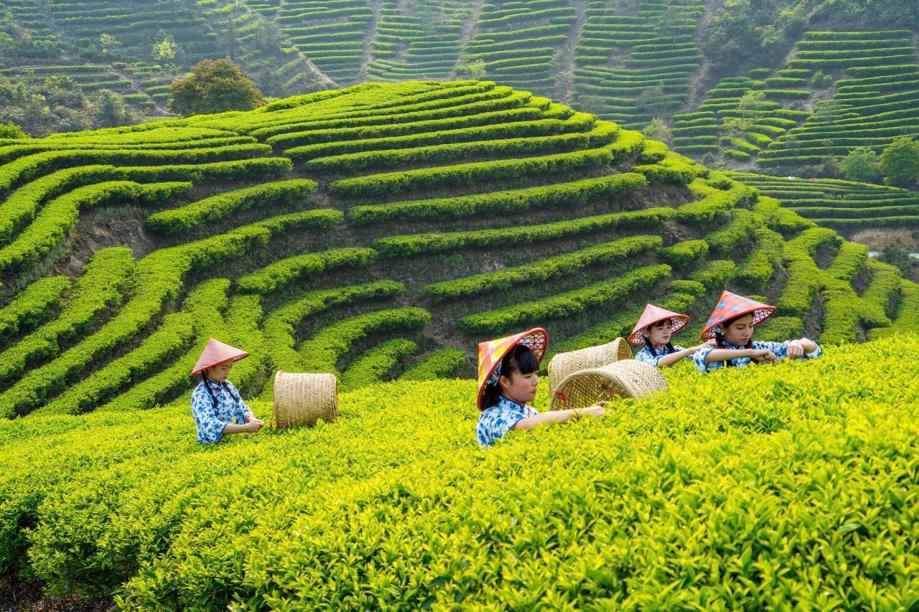 International Tea Day