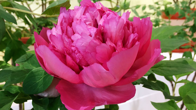 Peonies in Chinese Culture