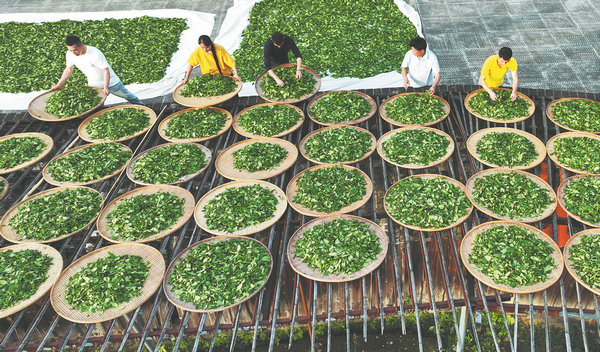 Da Hong Pao