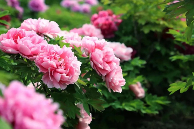 Peony Legend